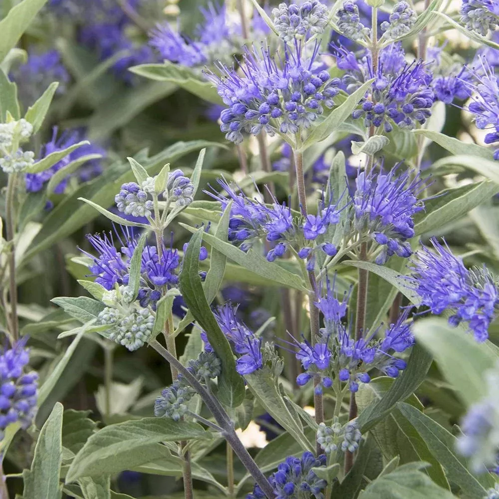Dark Knight Caryopteris (Bluebeard)