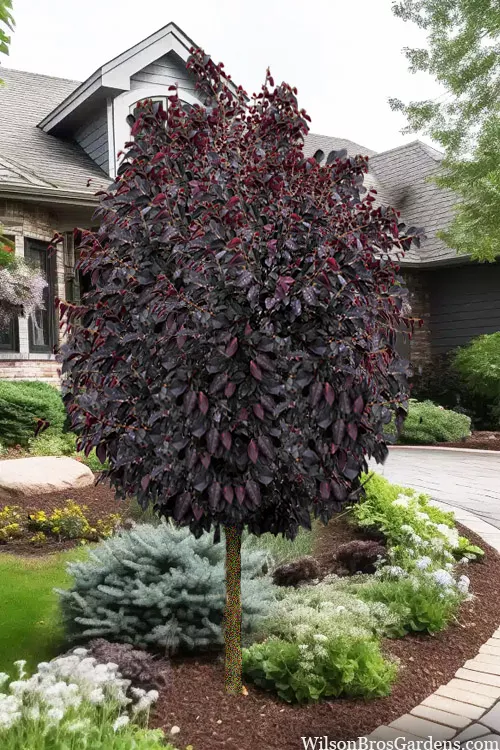 Darkfire Loropetalum Tree (Single Trunk) - 3 Gallon Pot
