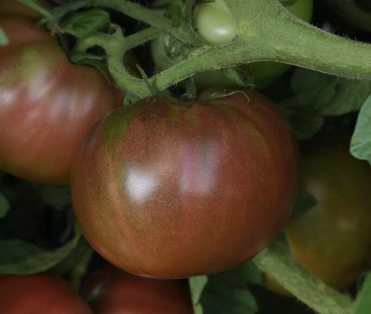 DarkStar Tomato
