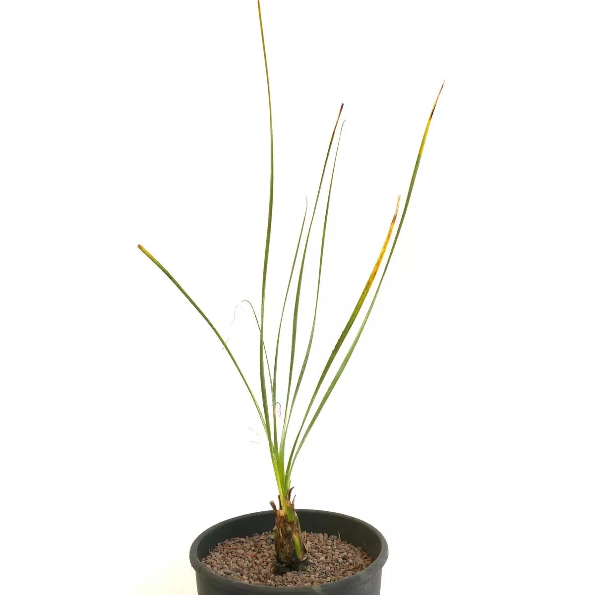 Dasylirion acrotrichum