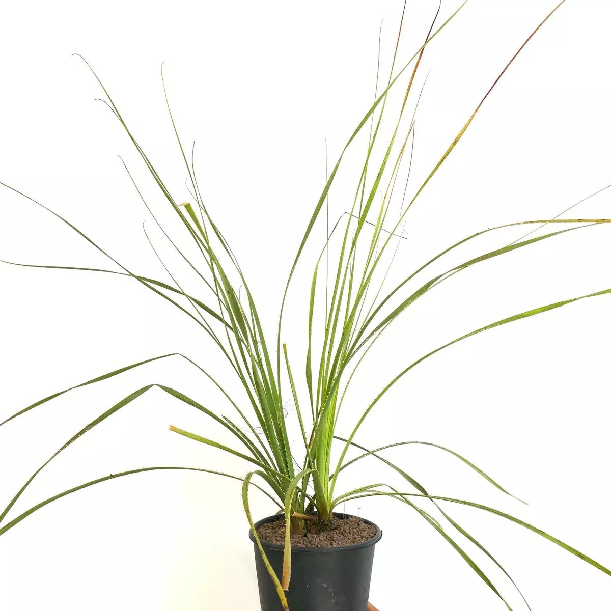 Dasylirion parryanum 2 HEADS