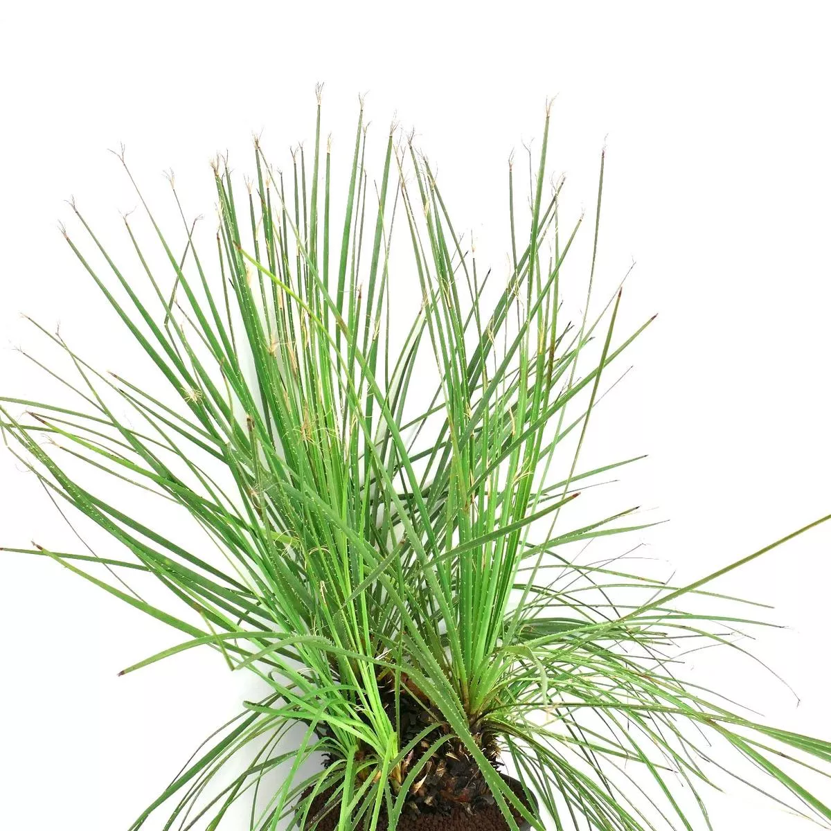 Dasylirion serratifolium MULTIHEADS