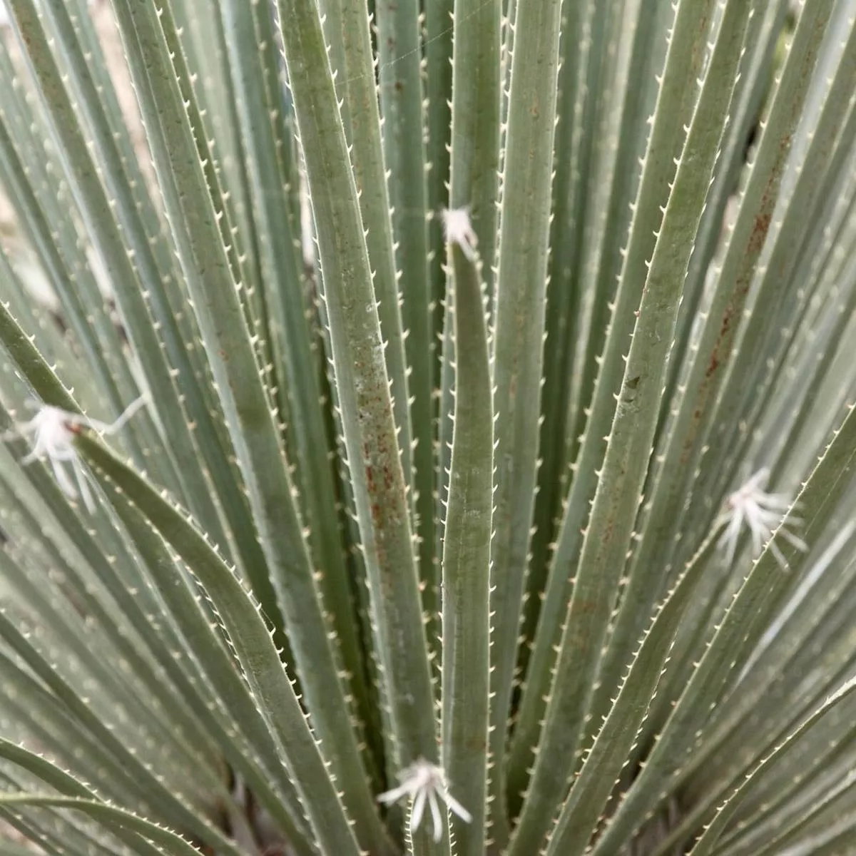 Dasylirion serratifolium