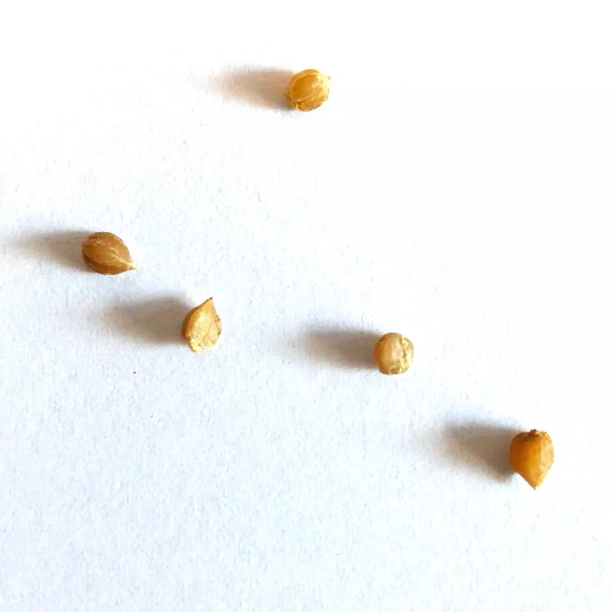 Dasylirion wheeleri SEEDS