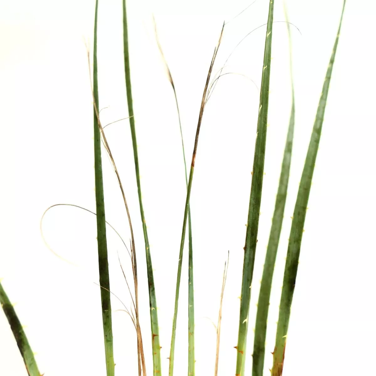 Dasylirion wheeleri SELECTED SPECIMEN