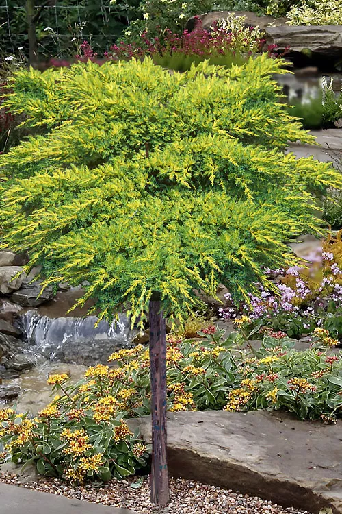 Daub's Frosted Juniper - Single Trunk Topiary Tree - 7 Gallon Pot
