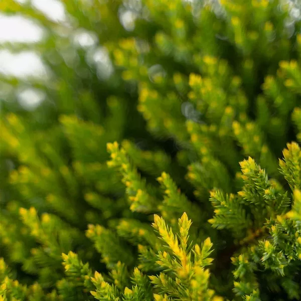 Daub’s Frosted Juniper – Tree Form