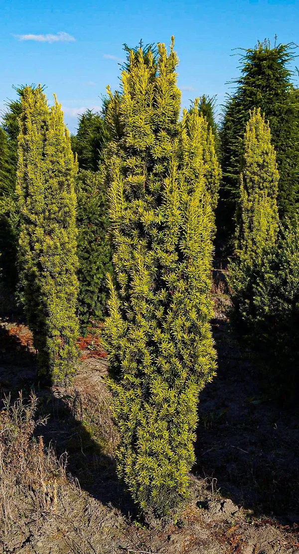 David Golden Yew