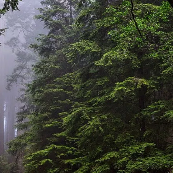 Dawn Redwood Tree