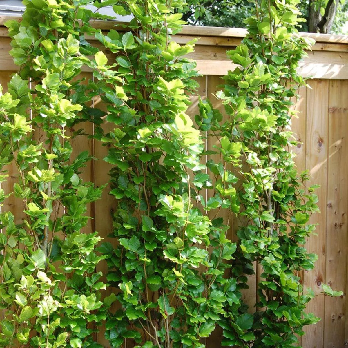 Dawyck European Beech