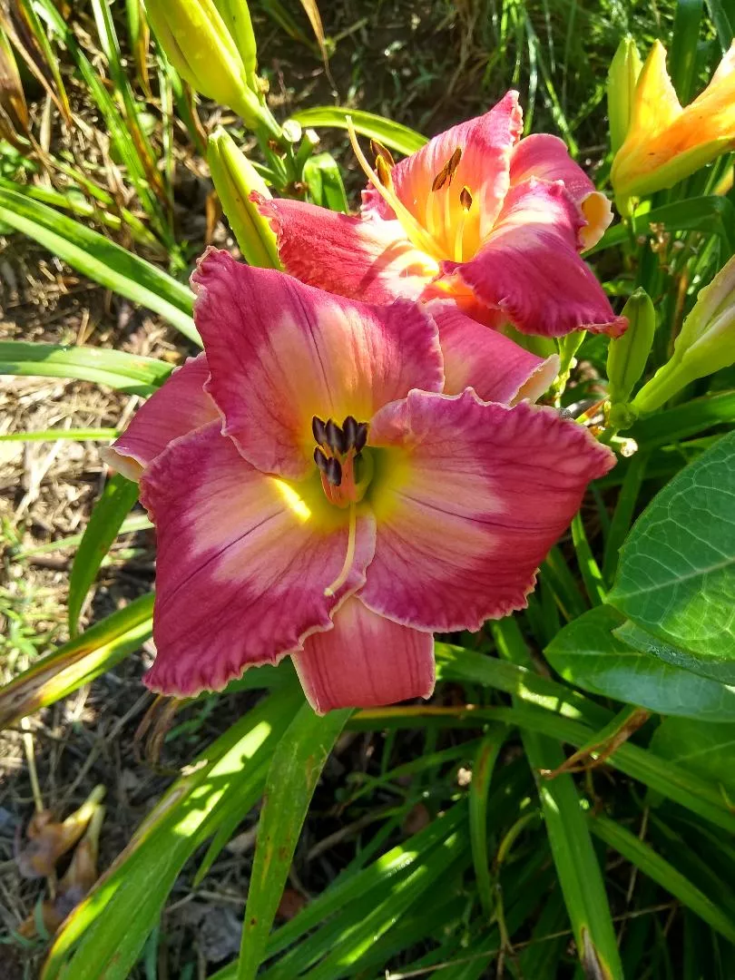 Daylily Aaron Brown