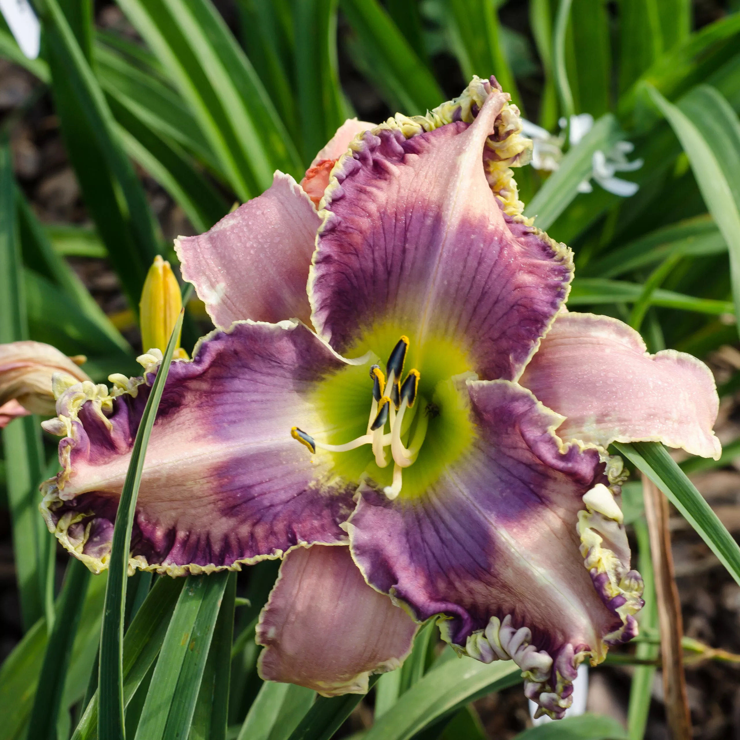 Daylily Art Gallery Blues