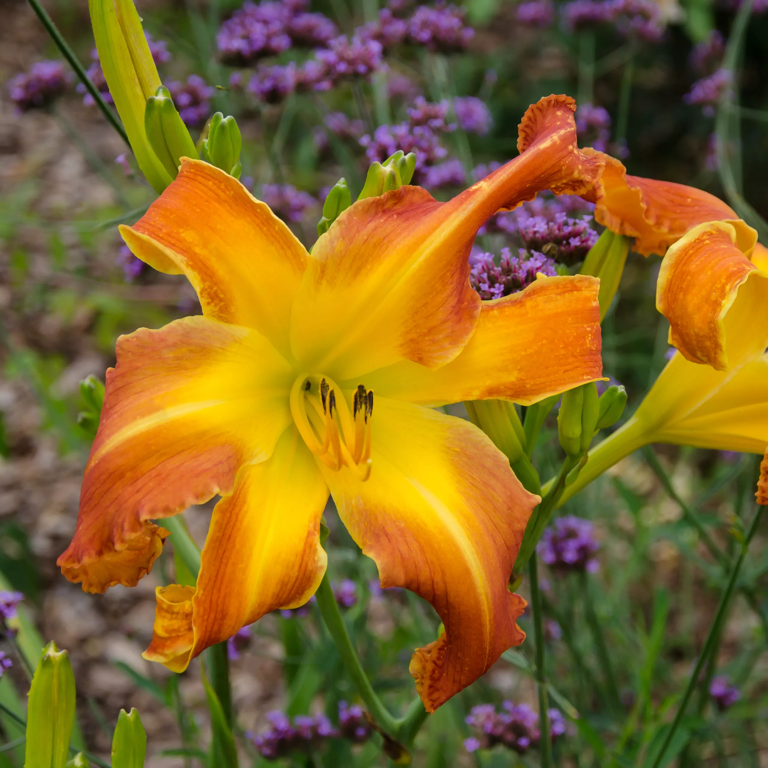 Daylily B J McMillen