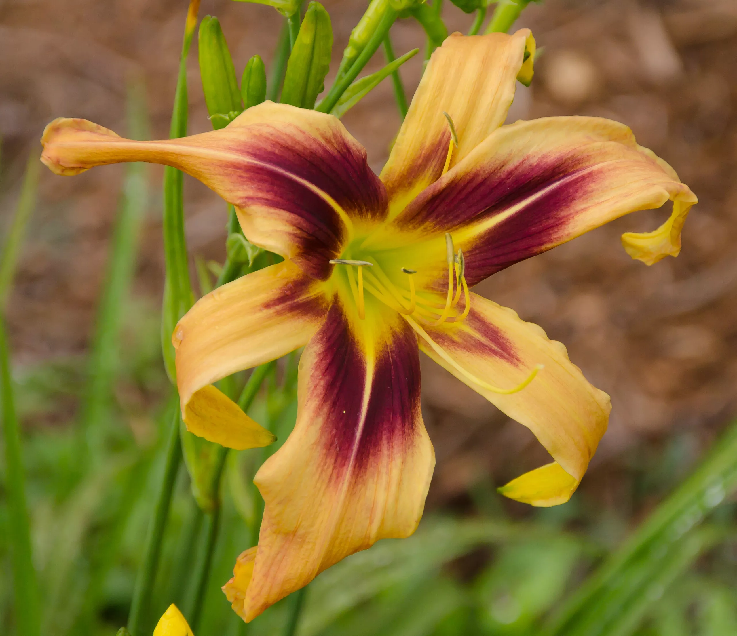 Daylily Bat Signal