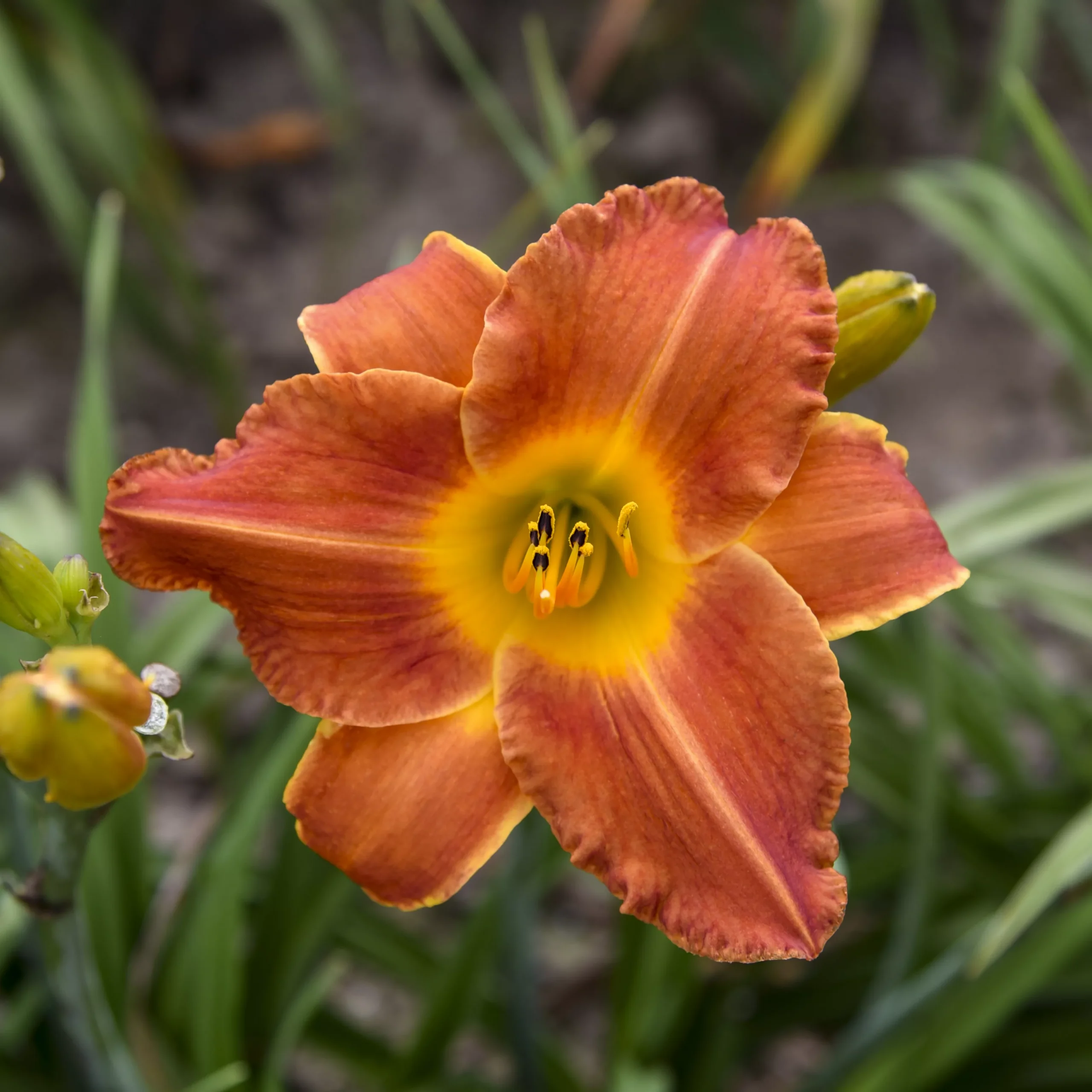 Daylily - Bright Sunset
