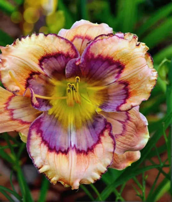 Daylily - Celtic Butterfly