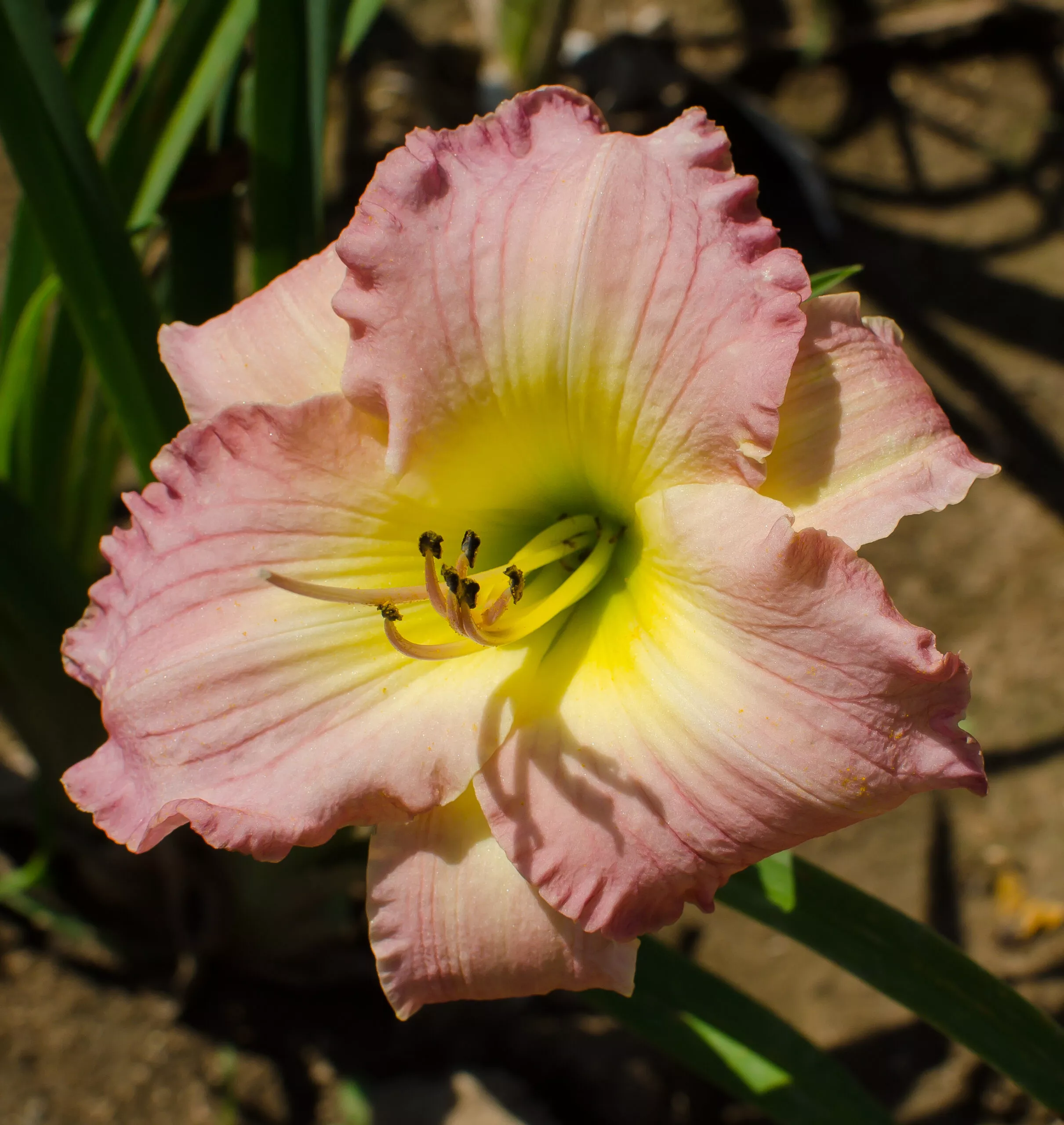 Daylily Cindy Lee Lynch