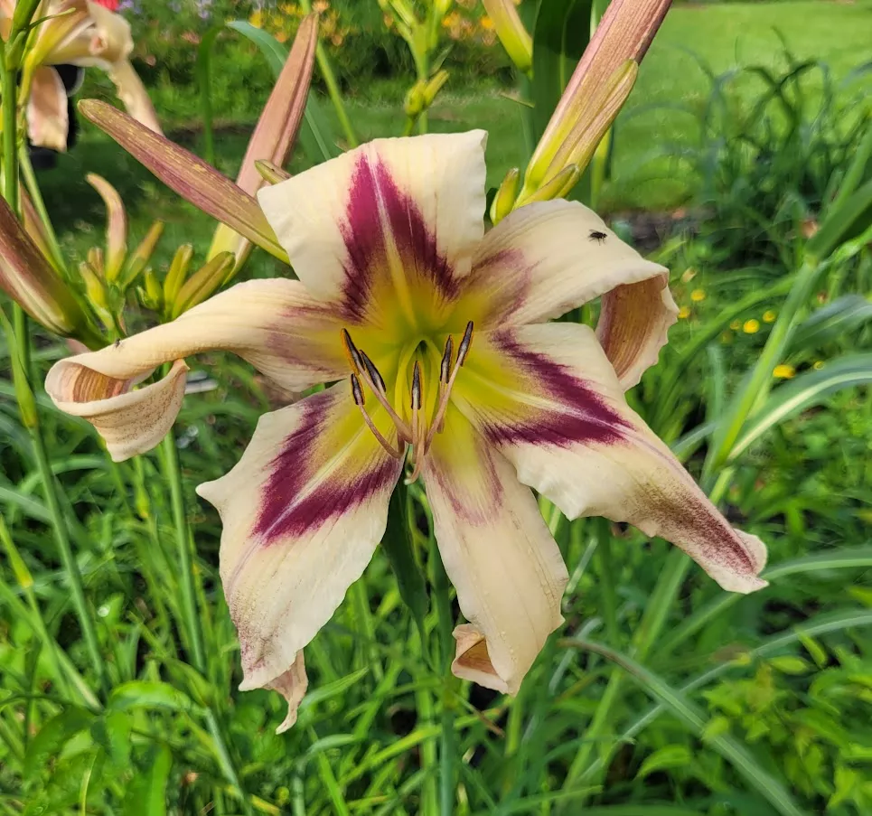 Daylily Clearly