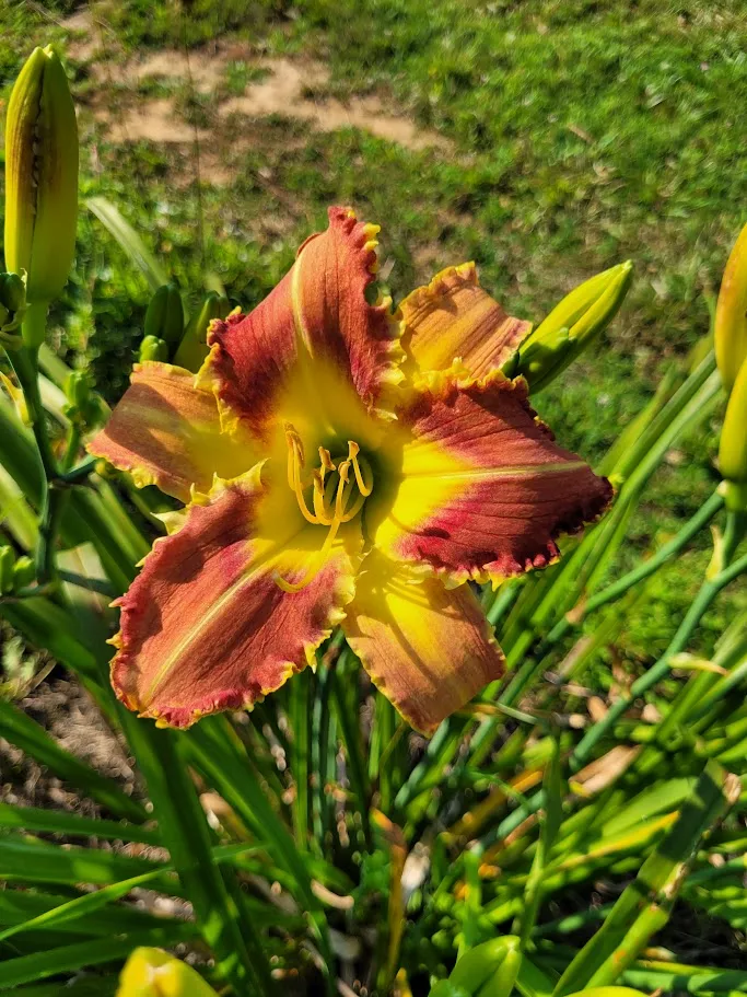 Daylily Cougar