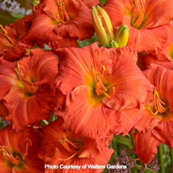 Daylily - Desert Flame