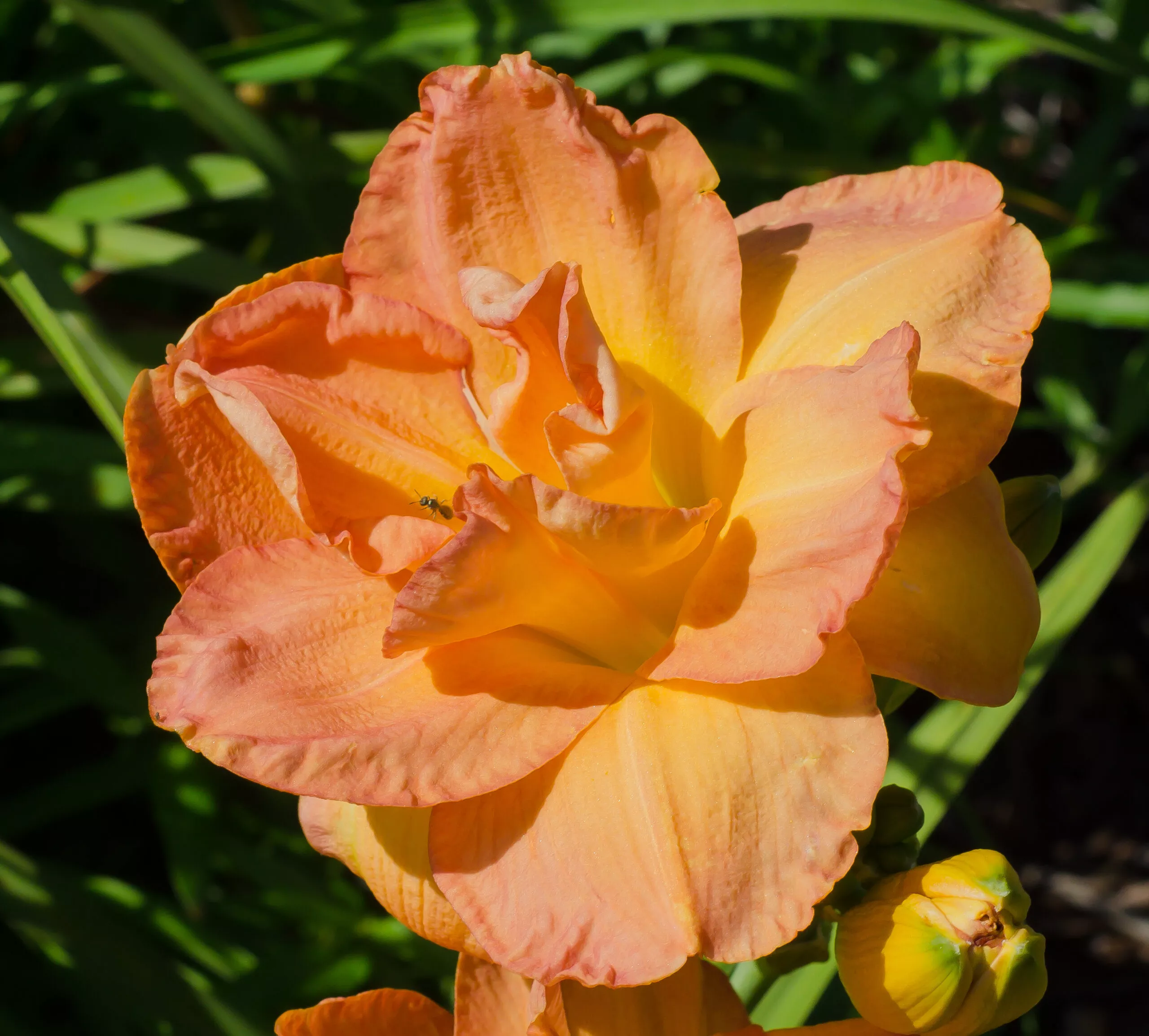 Daylily Francis Joiner