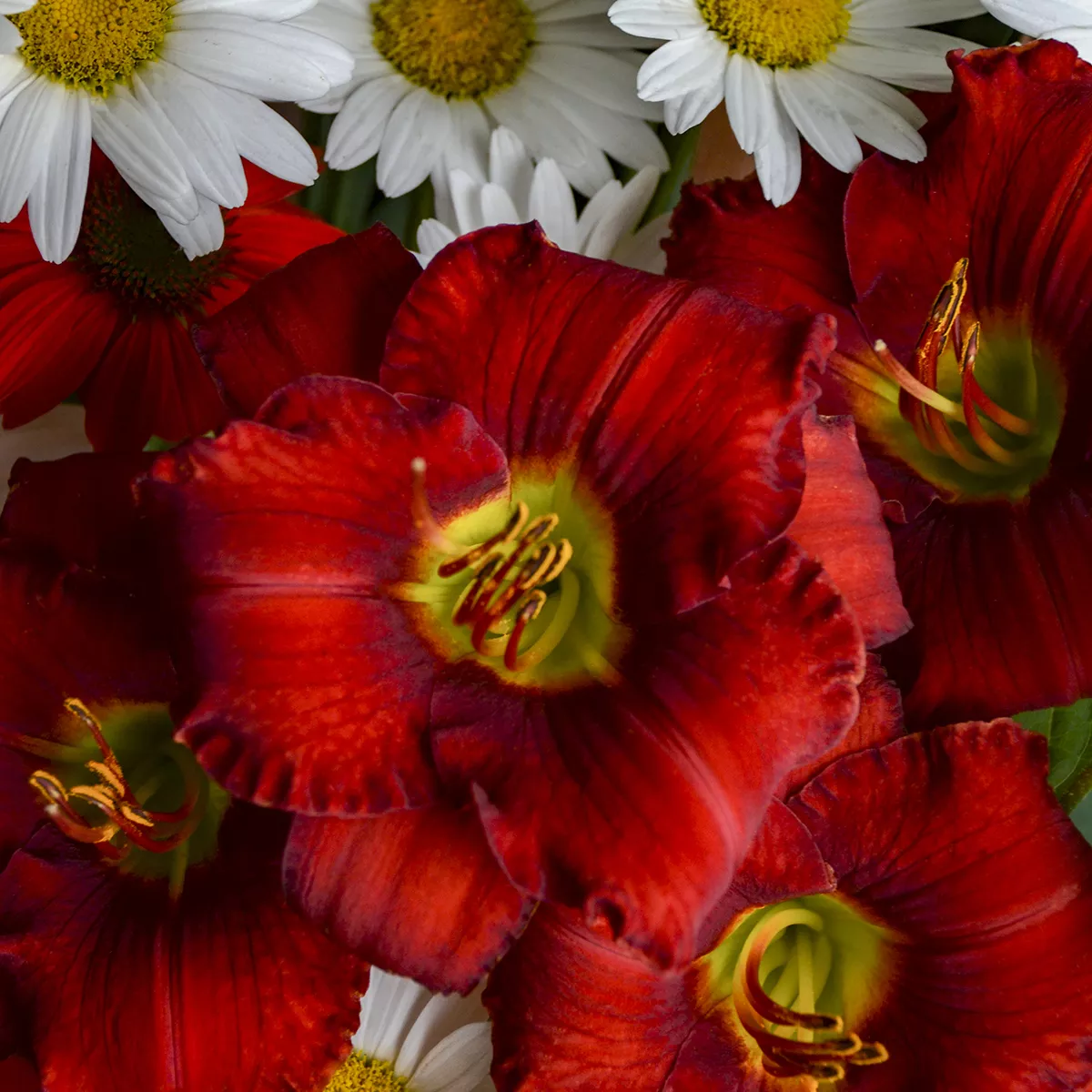 Daylily - Funny Valentine