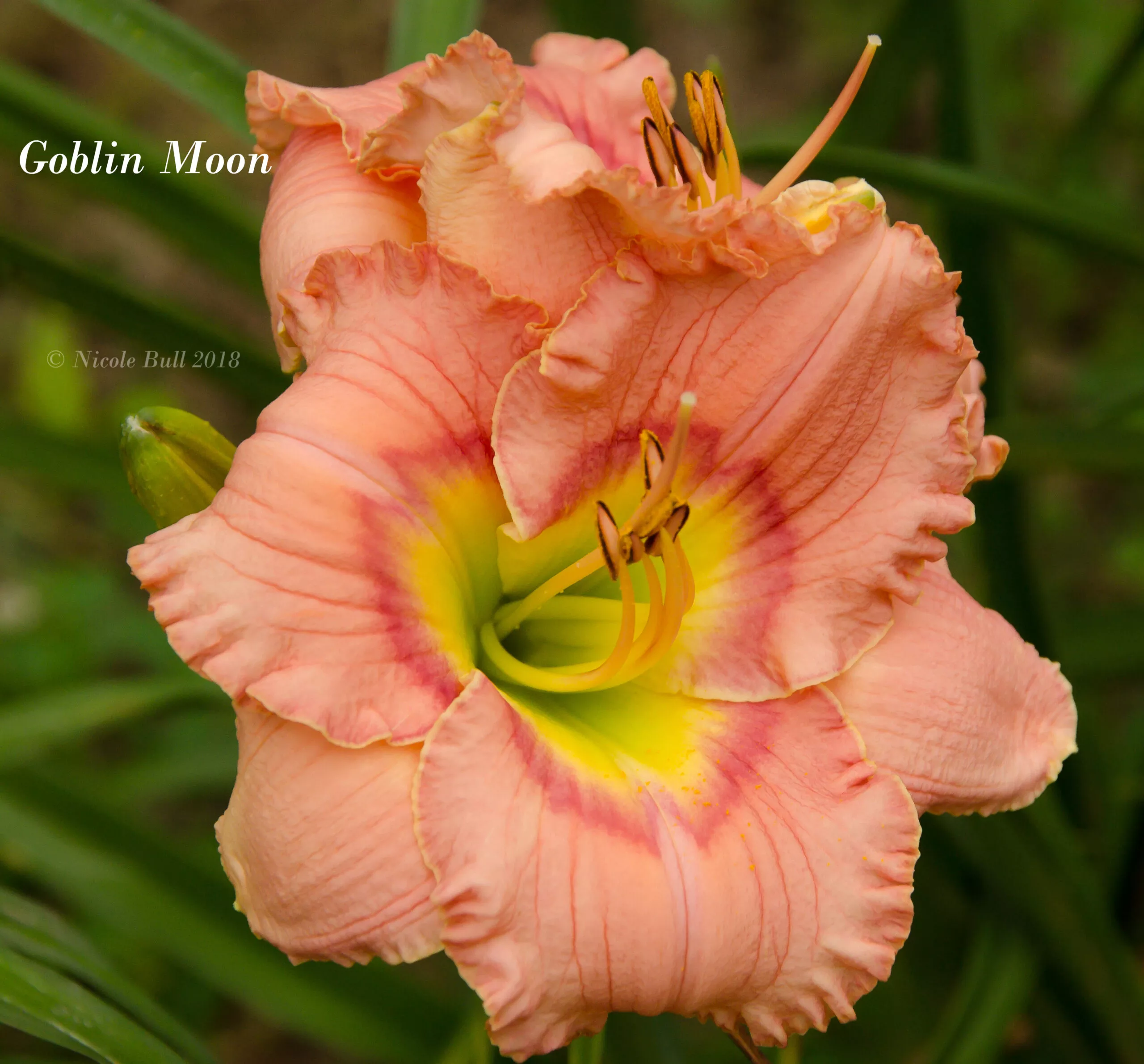 Daylily Goblin Moon