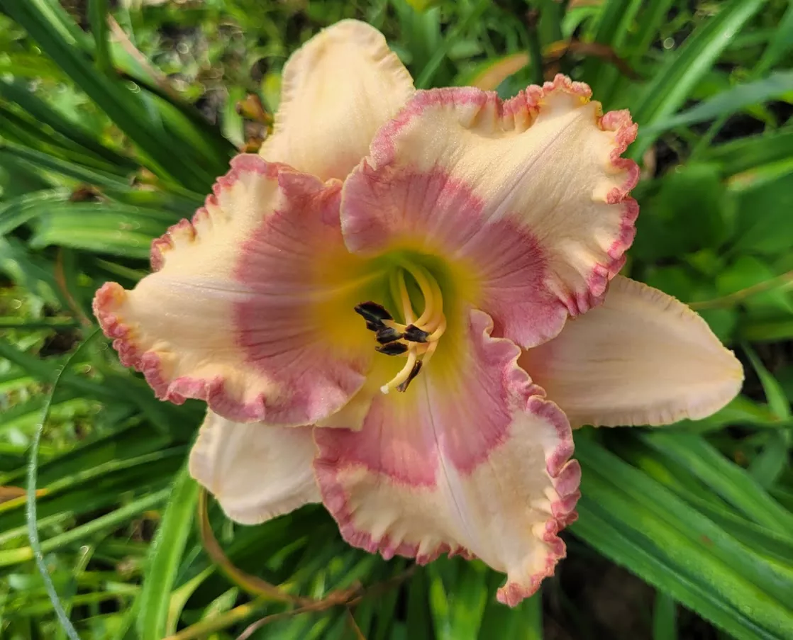 Daylily Going to the Chapel