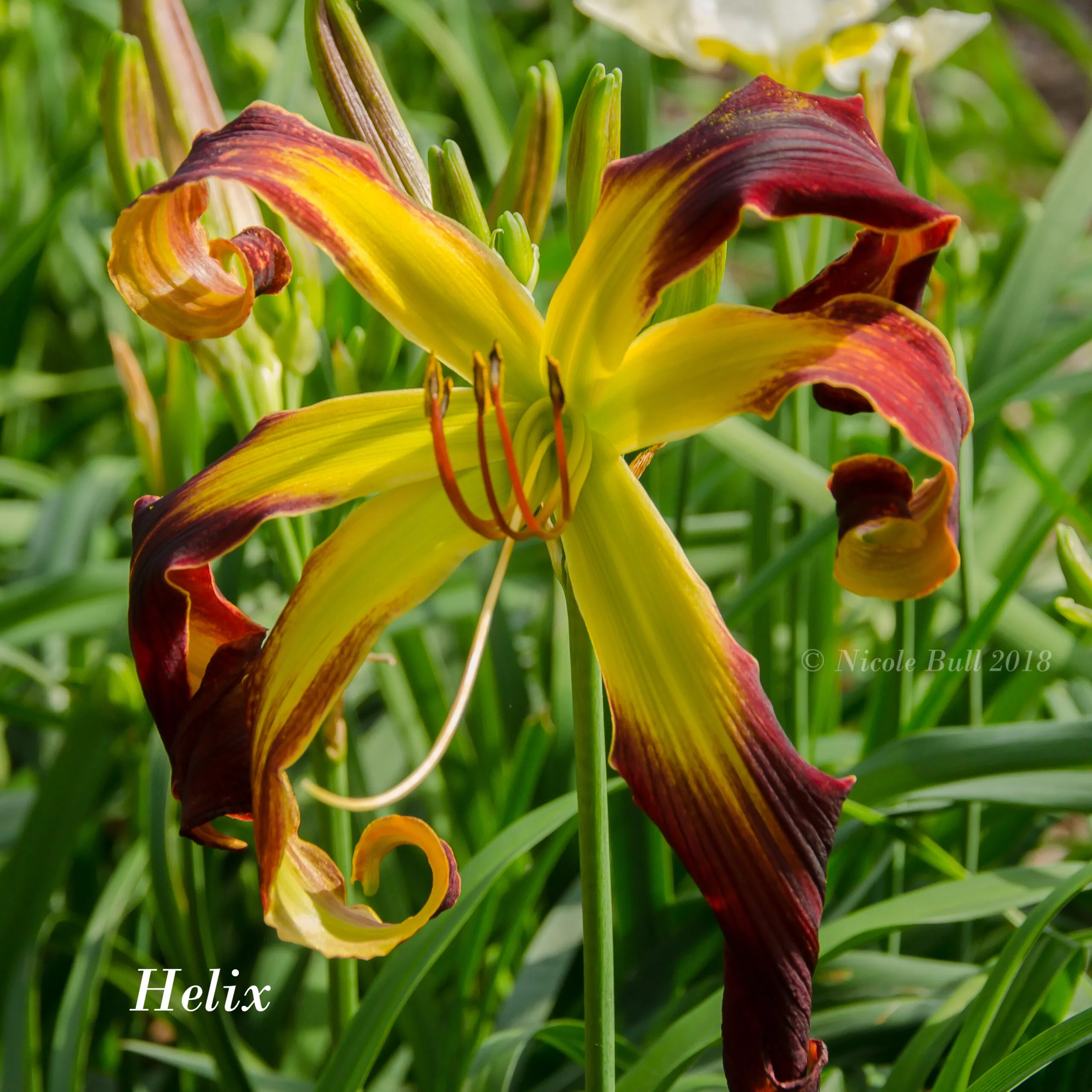 Daylily Helix