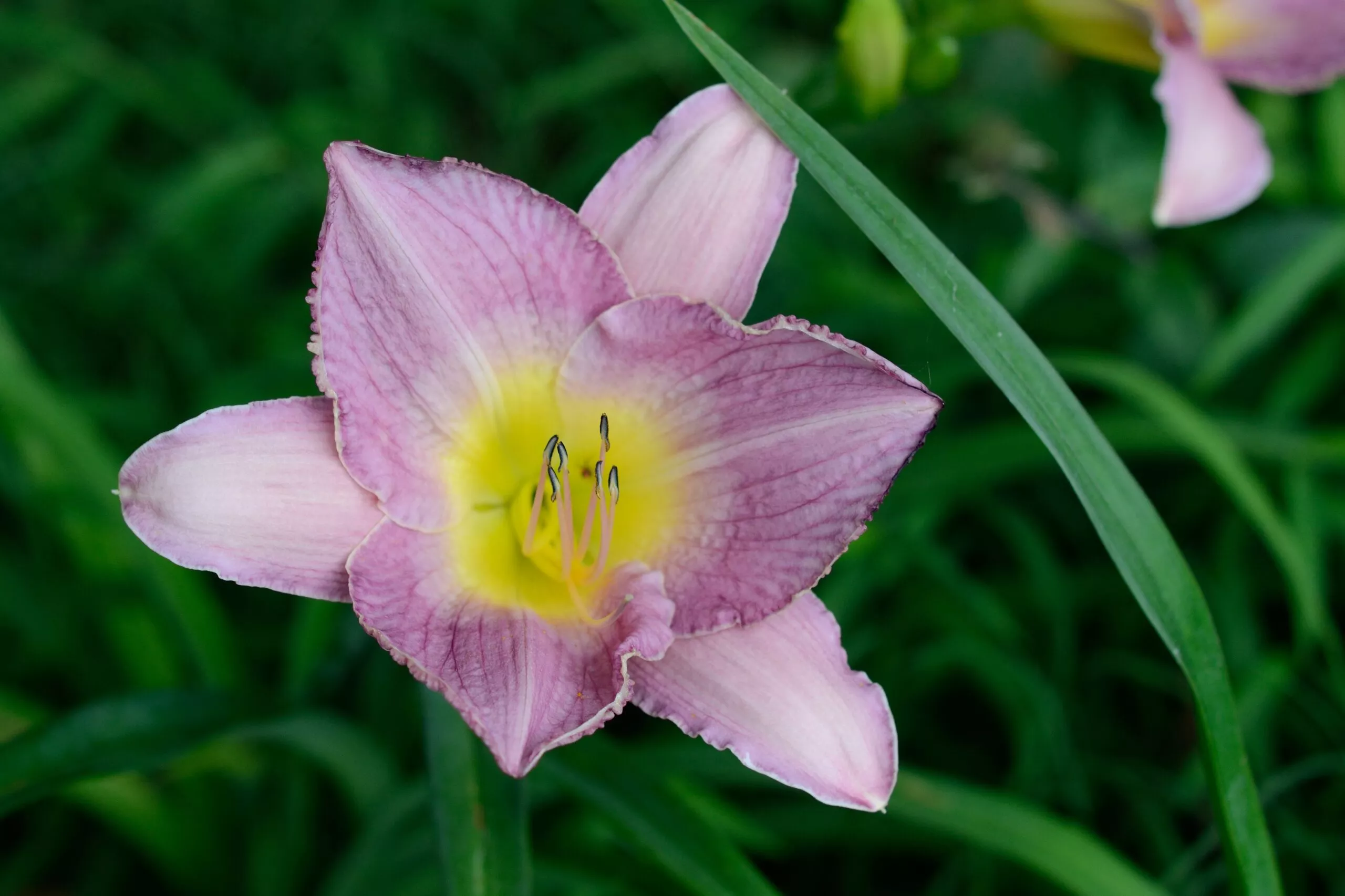 Daylily Ilonka