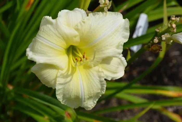 Daylily - Joan Senior