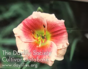 Daylily Little Clown