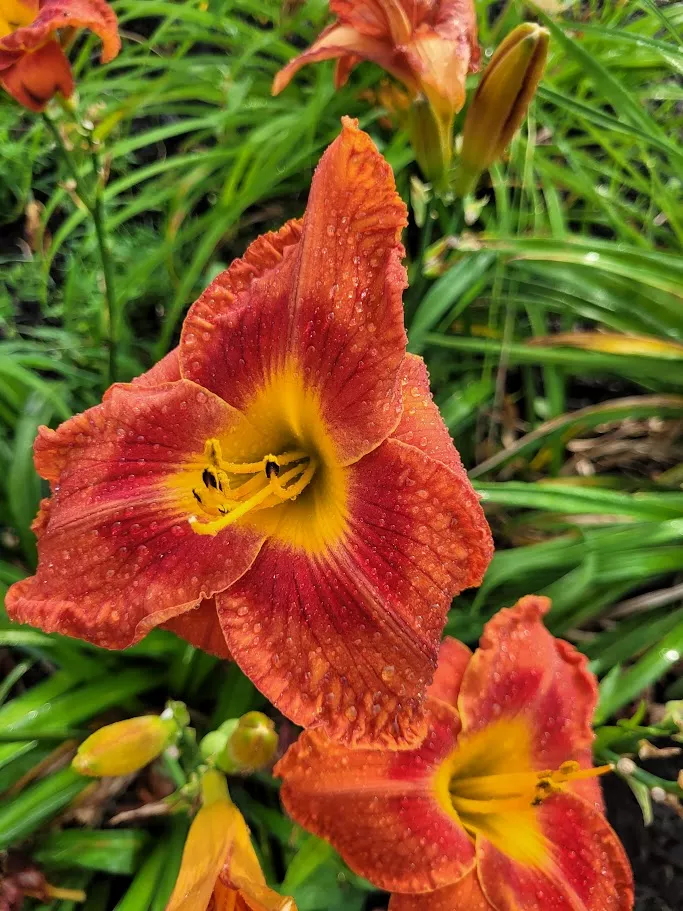 Daylily Mardi Gras Indian