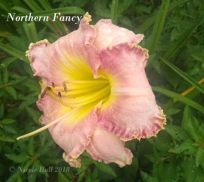 Daylily Northern Fancy