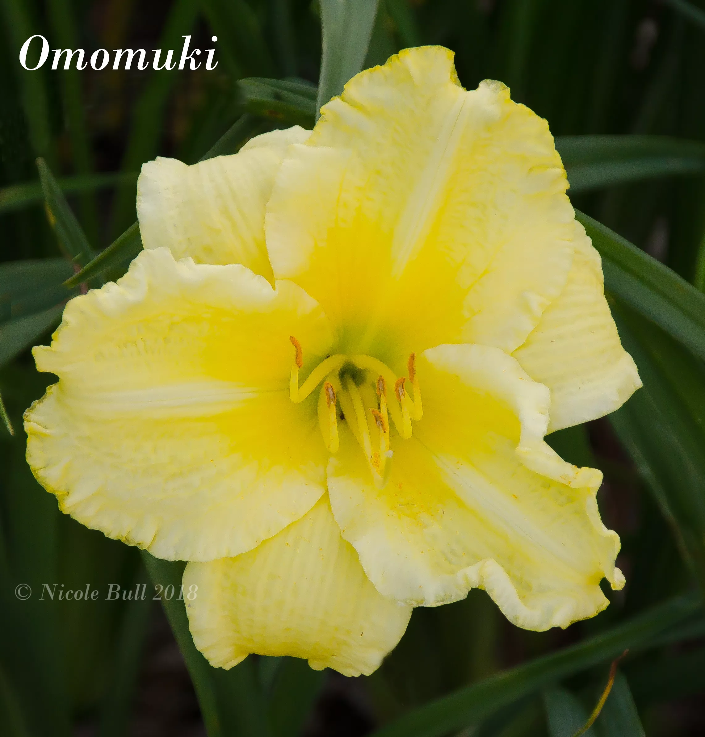 Daylily Omomuki