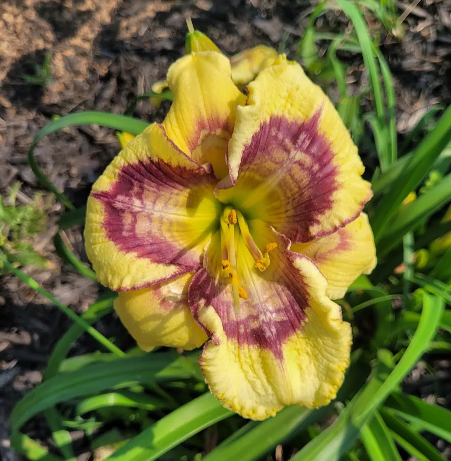 Daylily Overtones