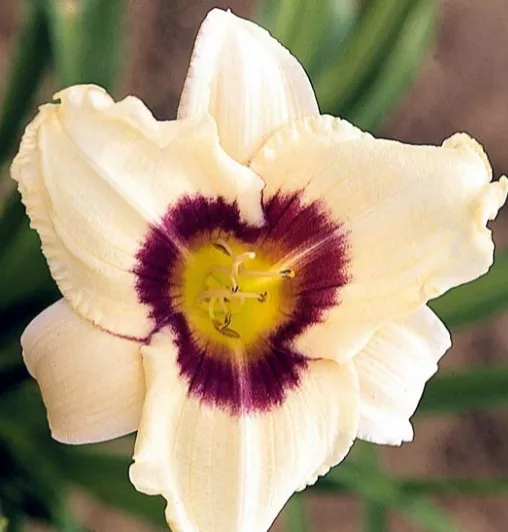 Daylily - Pandora's Box