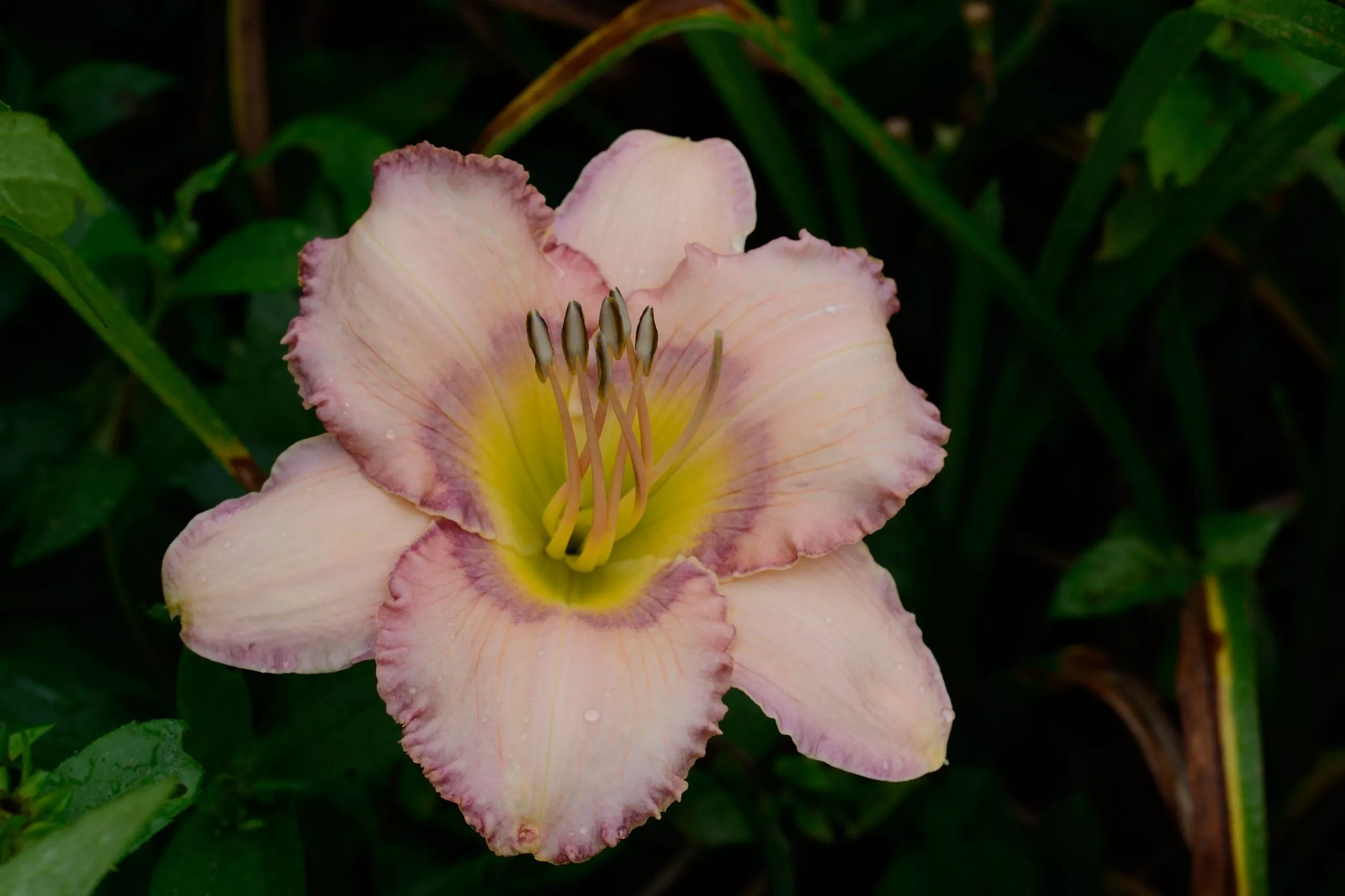 Daylily Pappillon