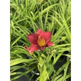 Daylily, Pardon Me