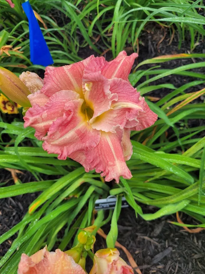 Daylily Peppermint Puff