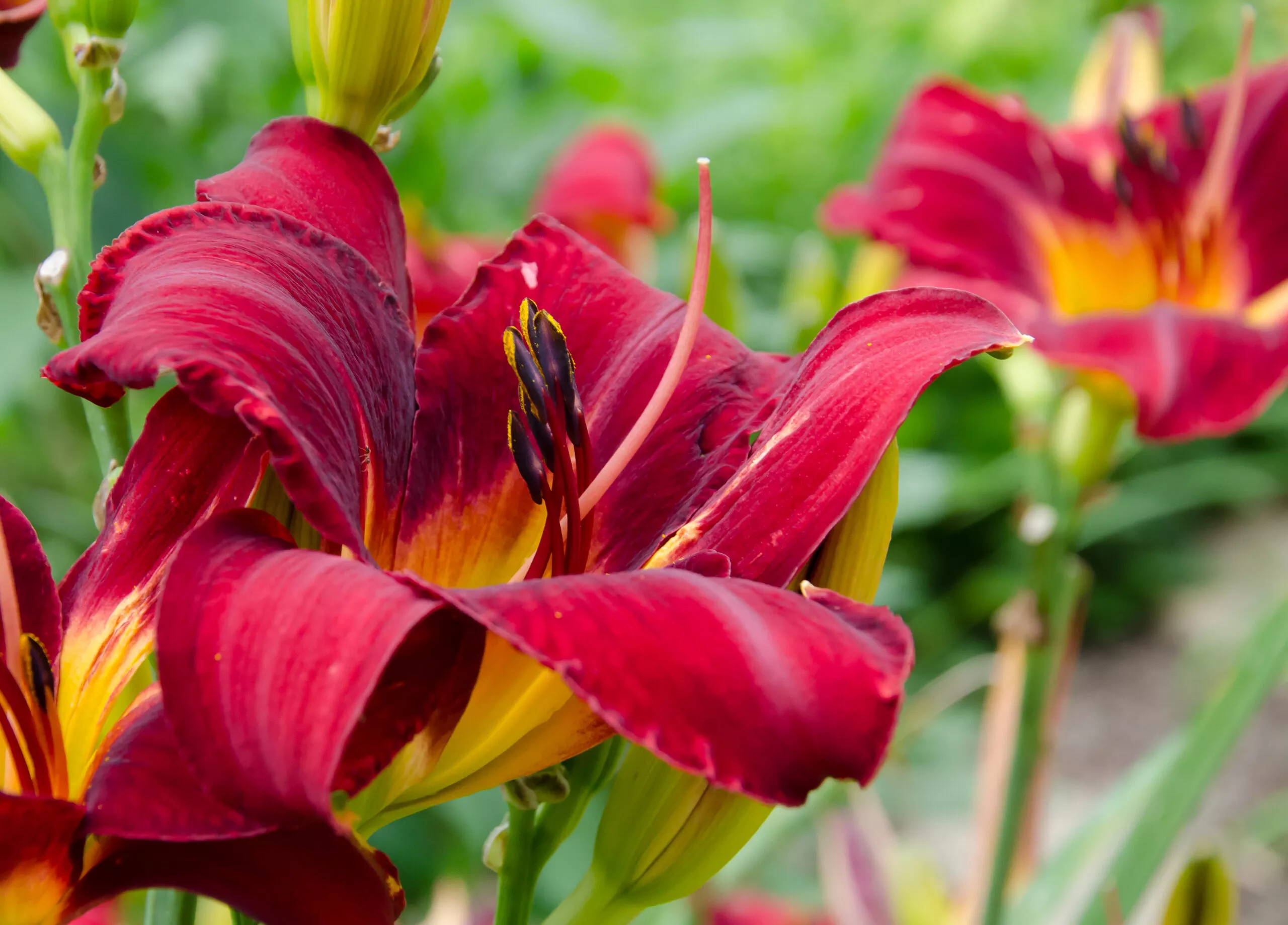 Daylily Red Volunteer