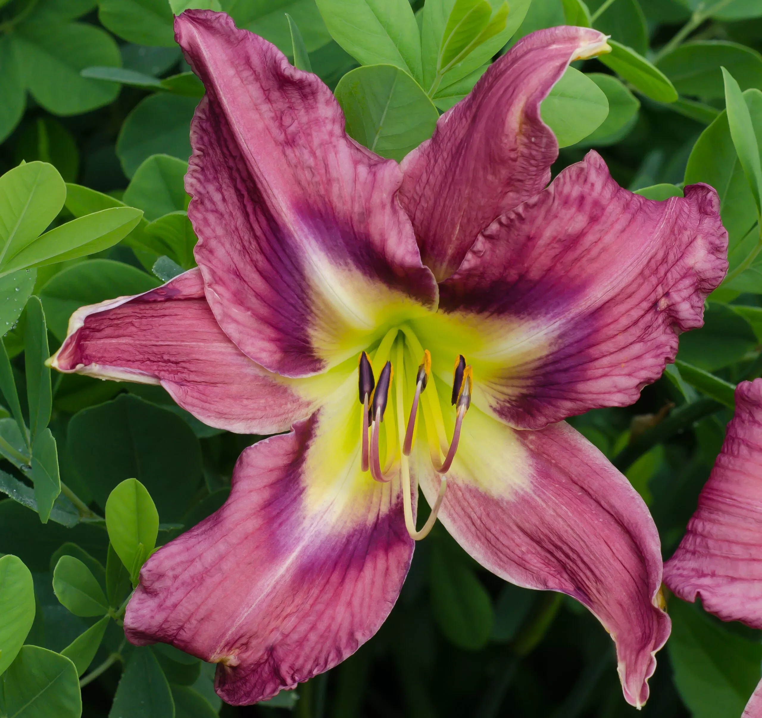 Daylily Regal Giant