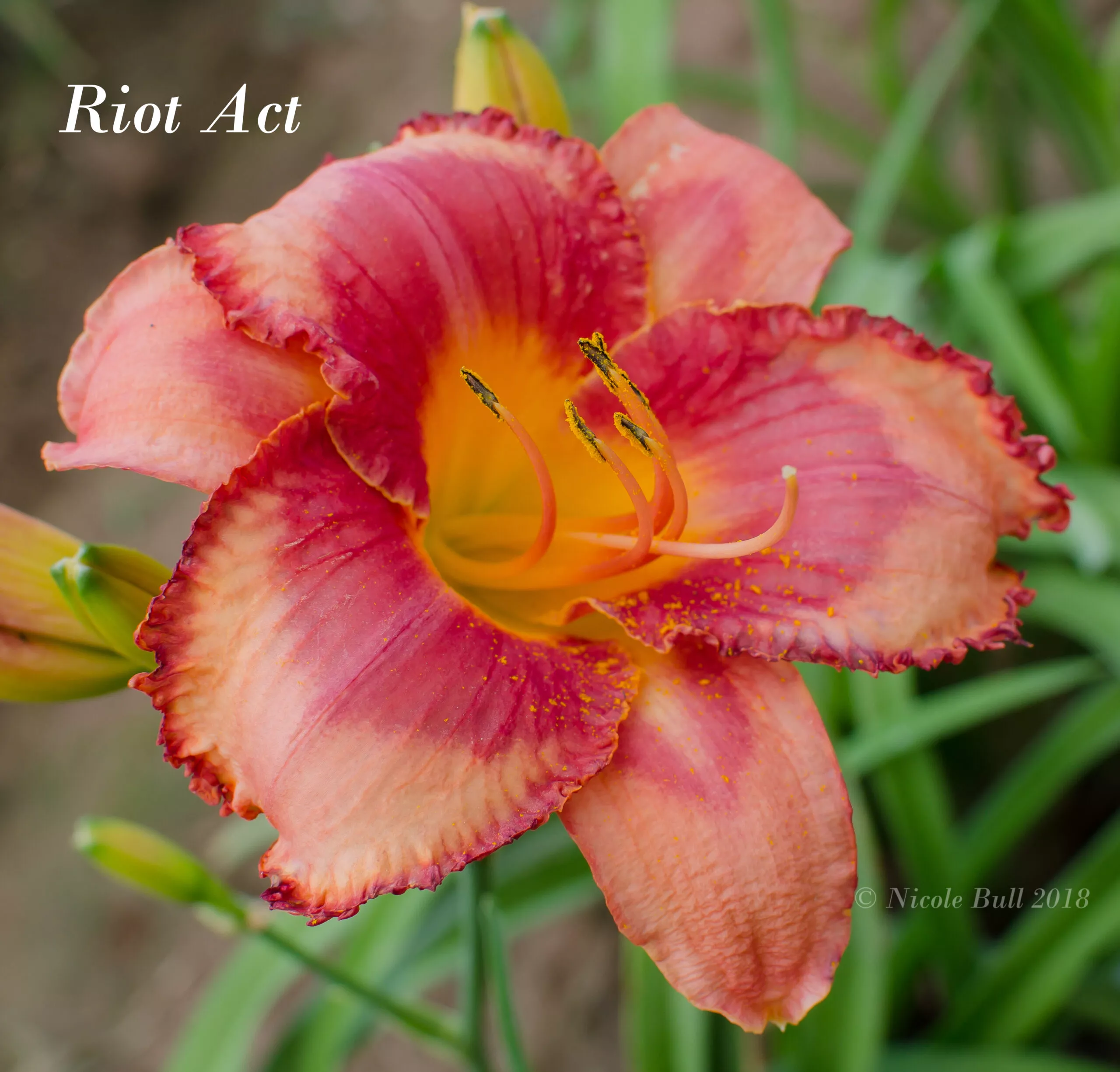 Daylily Riot Act