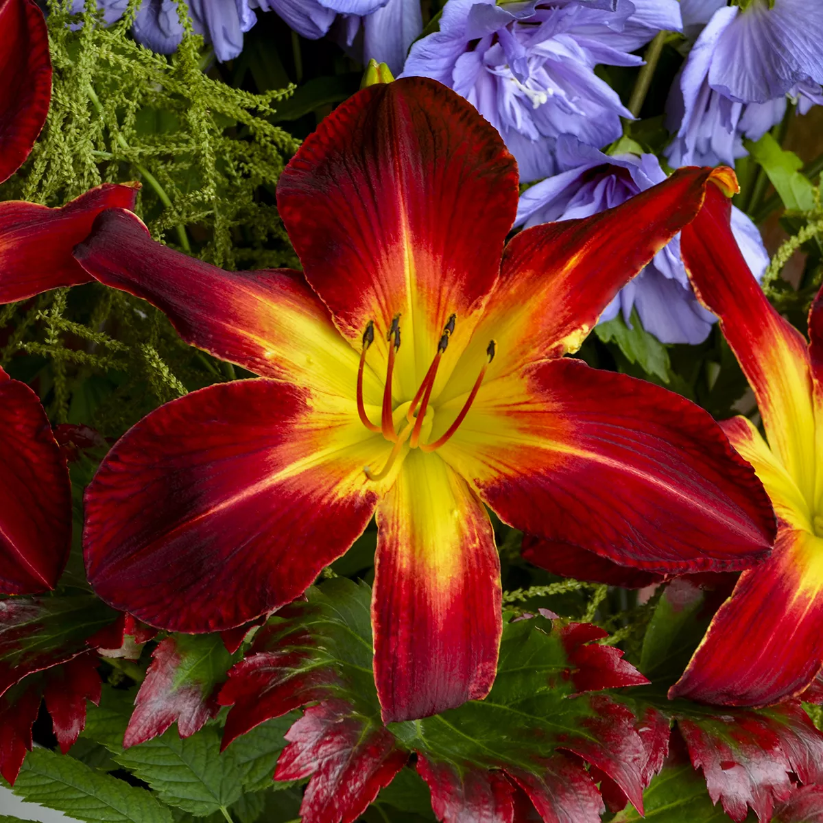 Daylily - Ruby Spider