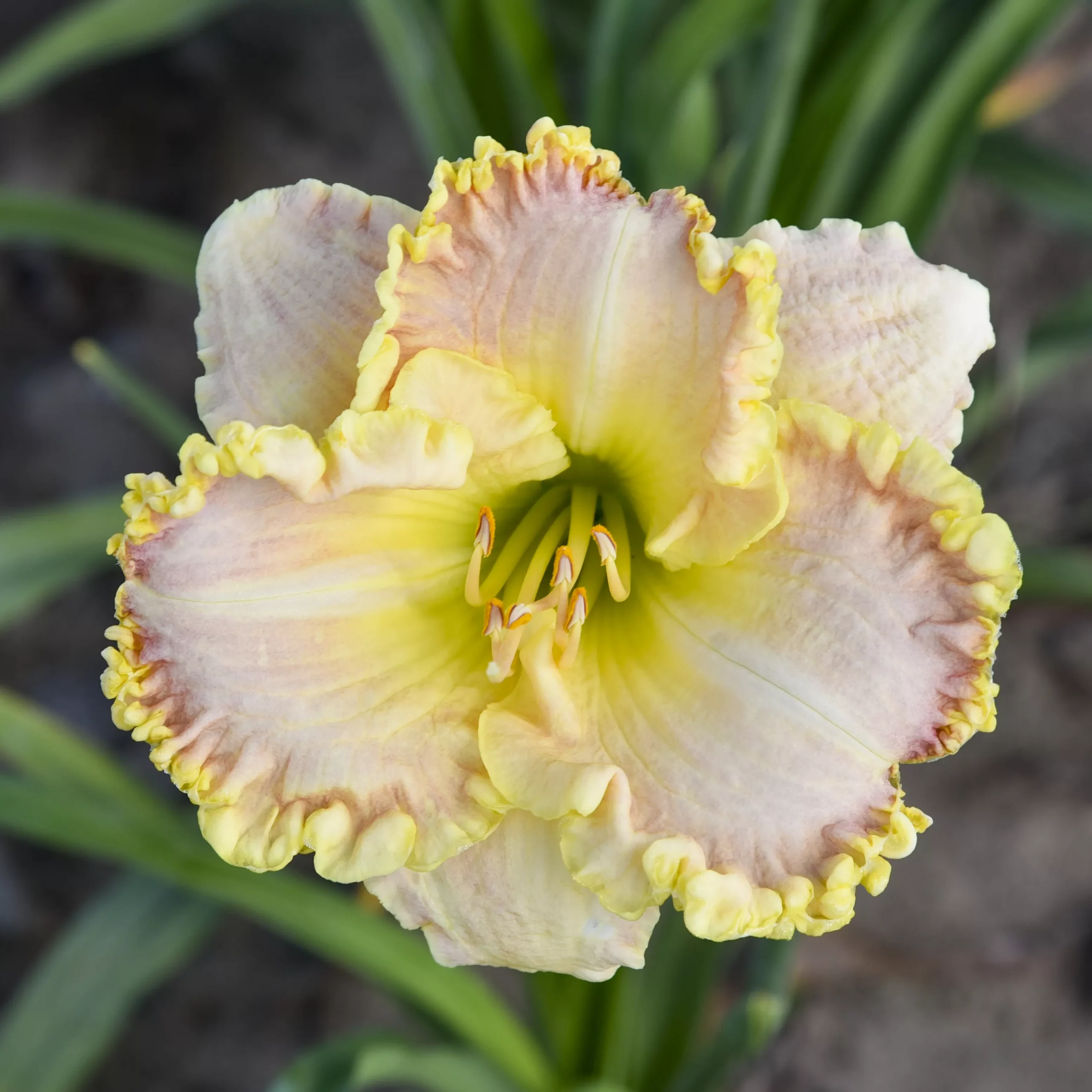 Daylily - Singular Sensation