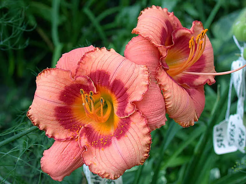 Daylily - Strawberry Candy