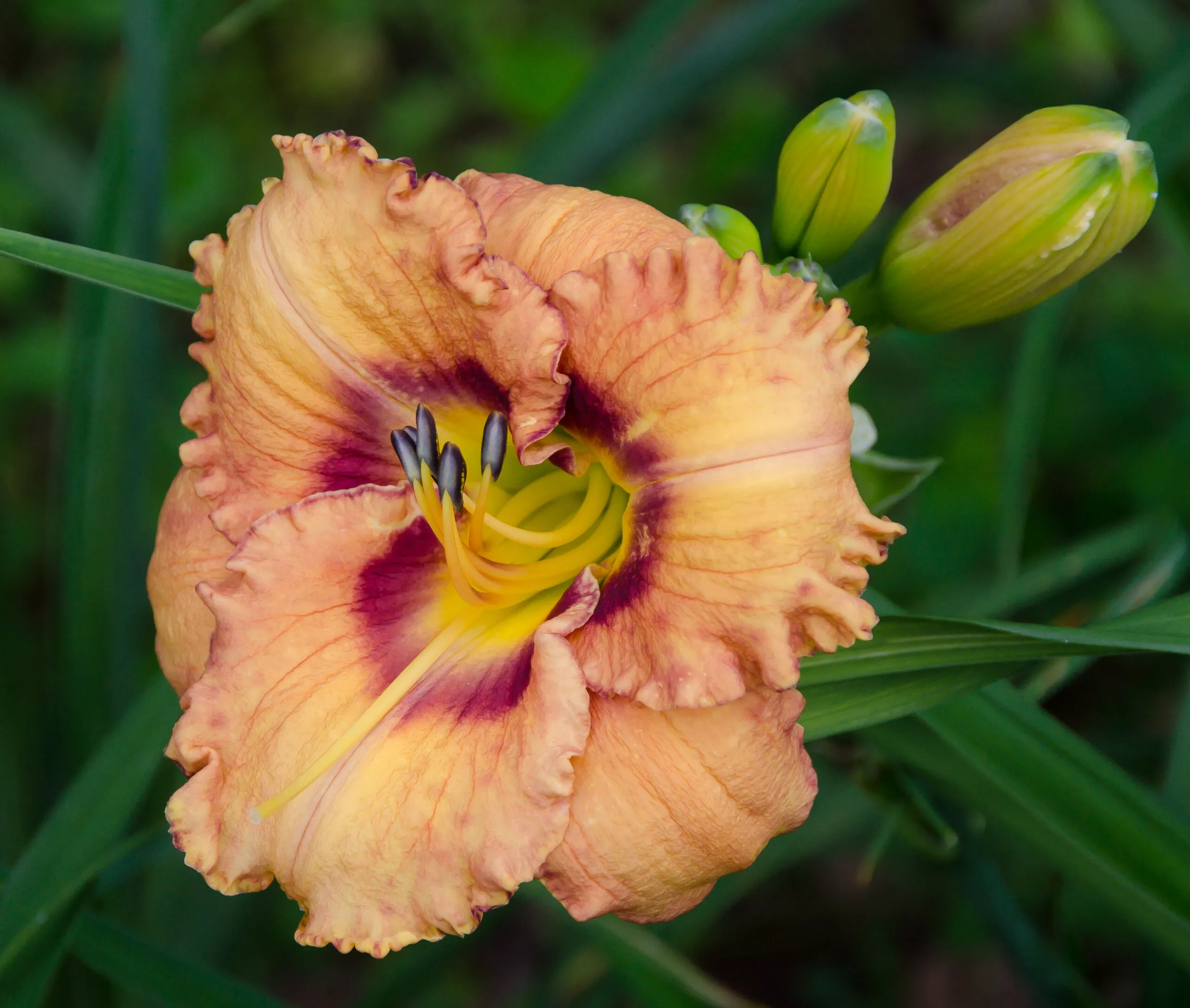 Daylily Tennessee Sensation