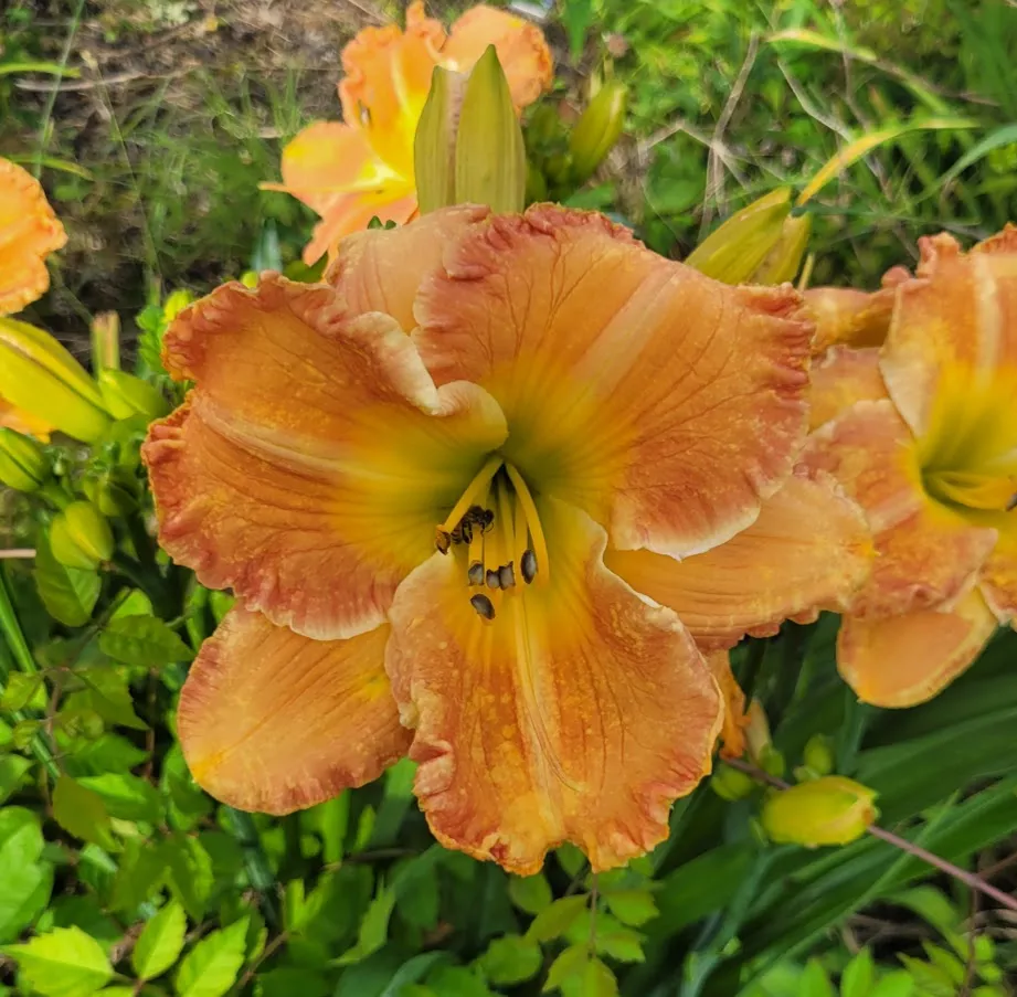 Daylily Texas Big Bend