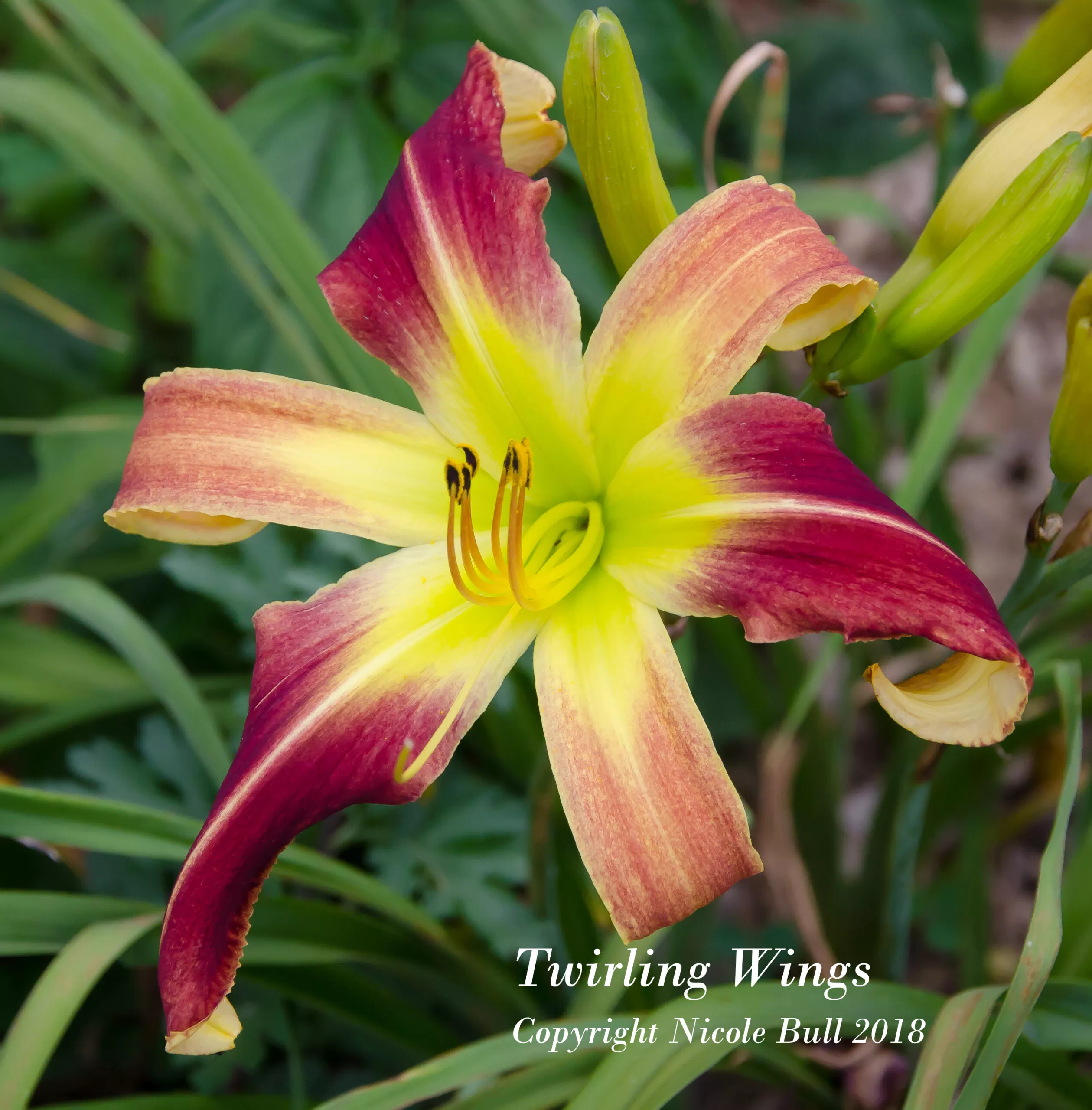 Daylily Twirling Wings