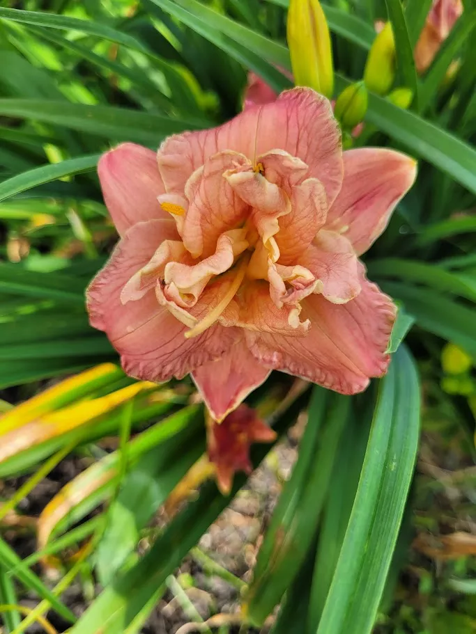Daylily Two To Tango